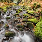 An der Kirnitzsch II - Böhmische Schweiz