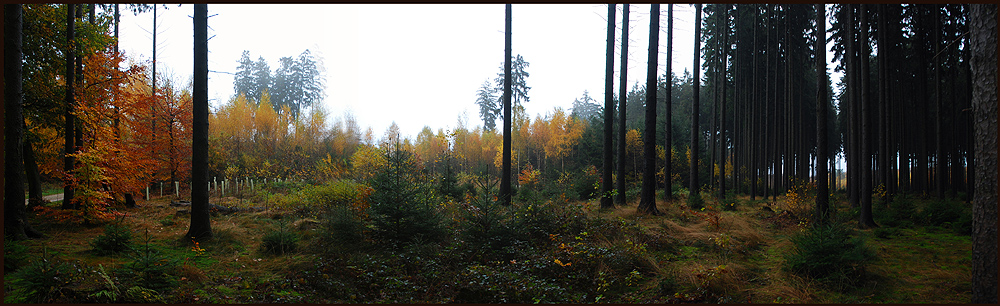 An der kleinen Lichtung