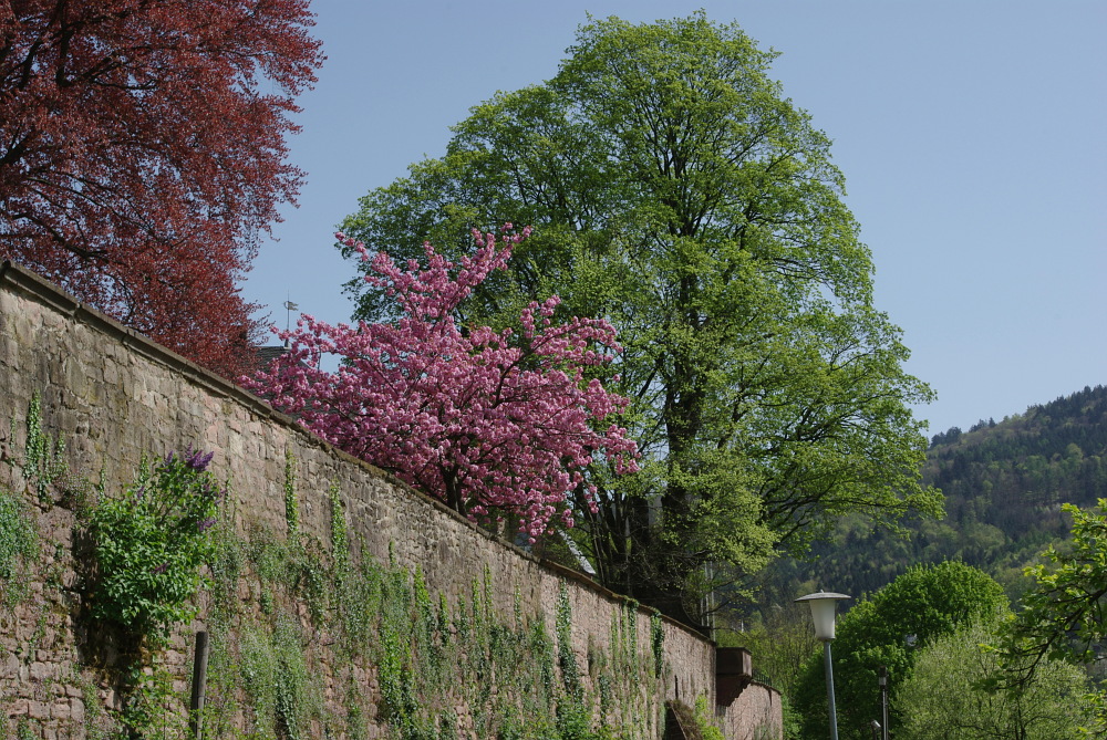 An der Klostermauer