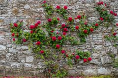 An der Klostermauer, Dryburgh Abbey, Schottland IV