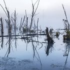 An der Kühweide bei Steinheim - Horloffauen (Wetterau)