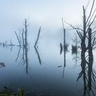 An der Kühweide bei Steinheim - Mittlere Horloffaue (Wetterau) -2-