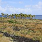 An der Küste des Hawaii Volcanoes National Park