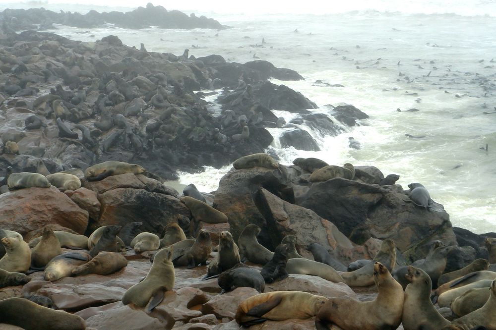 an der Küste von Namibia