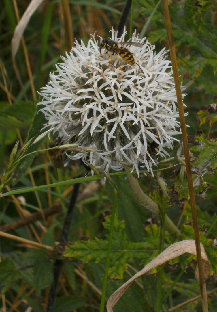 An der Kugeldistel