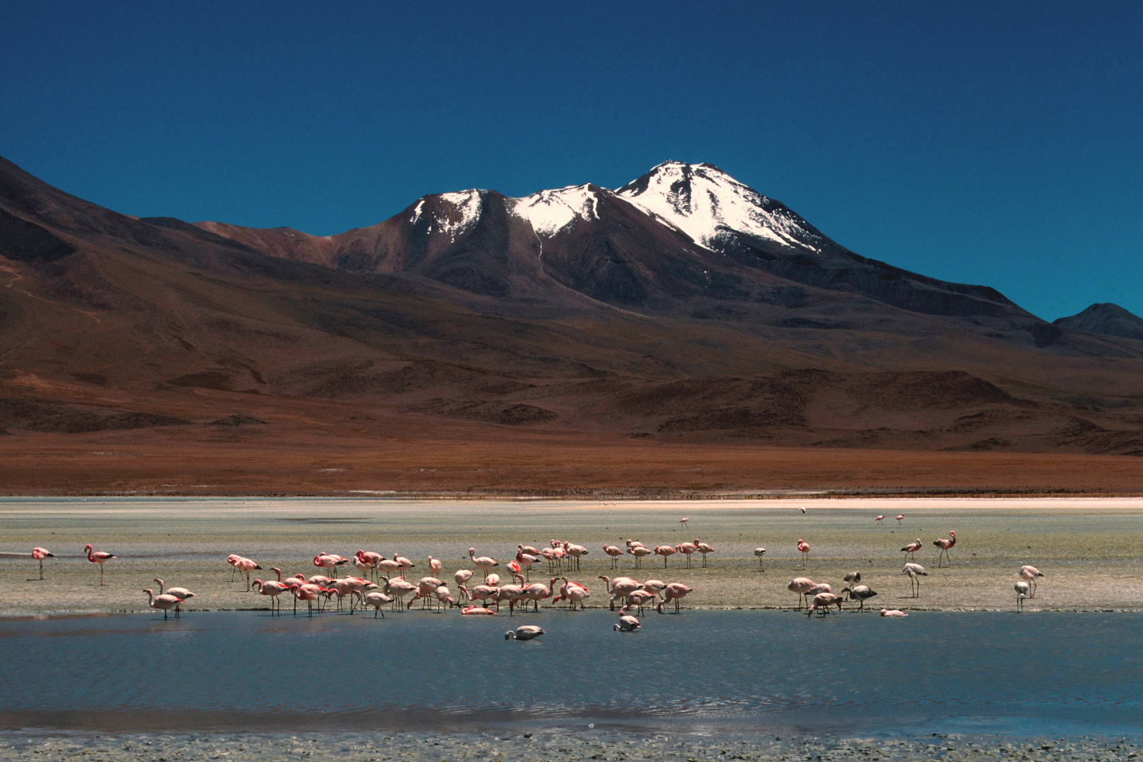 An der Laguna Colorada