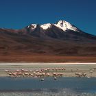 An der Laguna Colorada