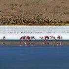 An der Laguna Hedionda