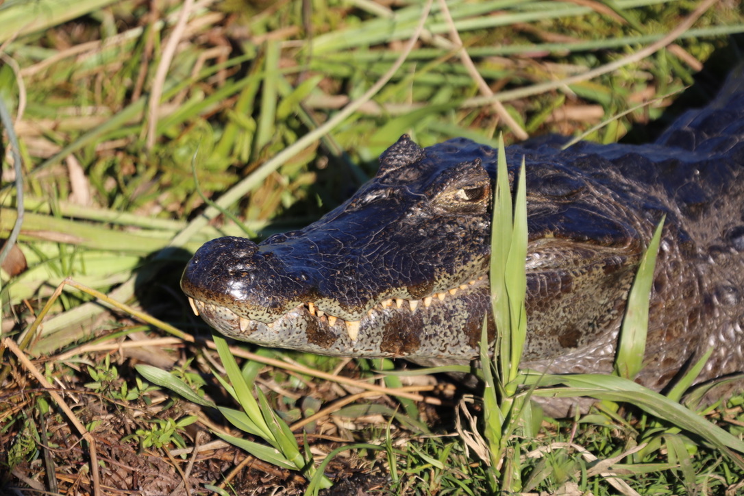 An der Laguna Ibera  - 