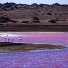 An der Lagune von Oranjemund, Namibia (2016)