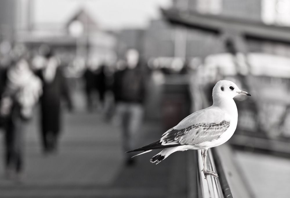 °°°° An der Landungsbrücke HH...°°°°