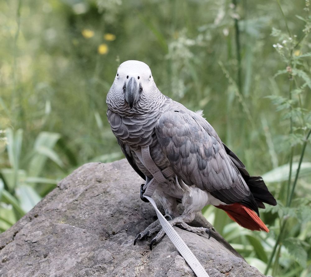 An der Leine Foto & Bild | natur, tiere, vögel Bilder auf fotocommunity