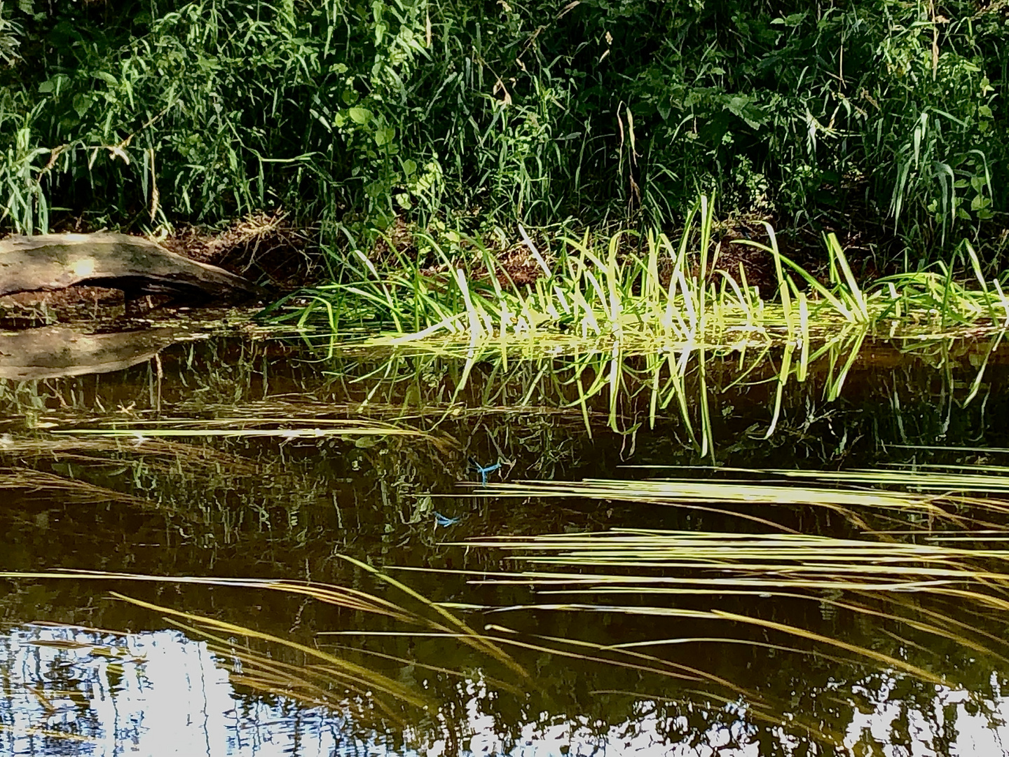 An der Leine in Hannover