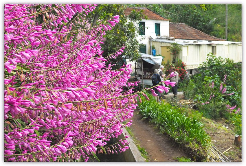 An der Levada dos Tornos