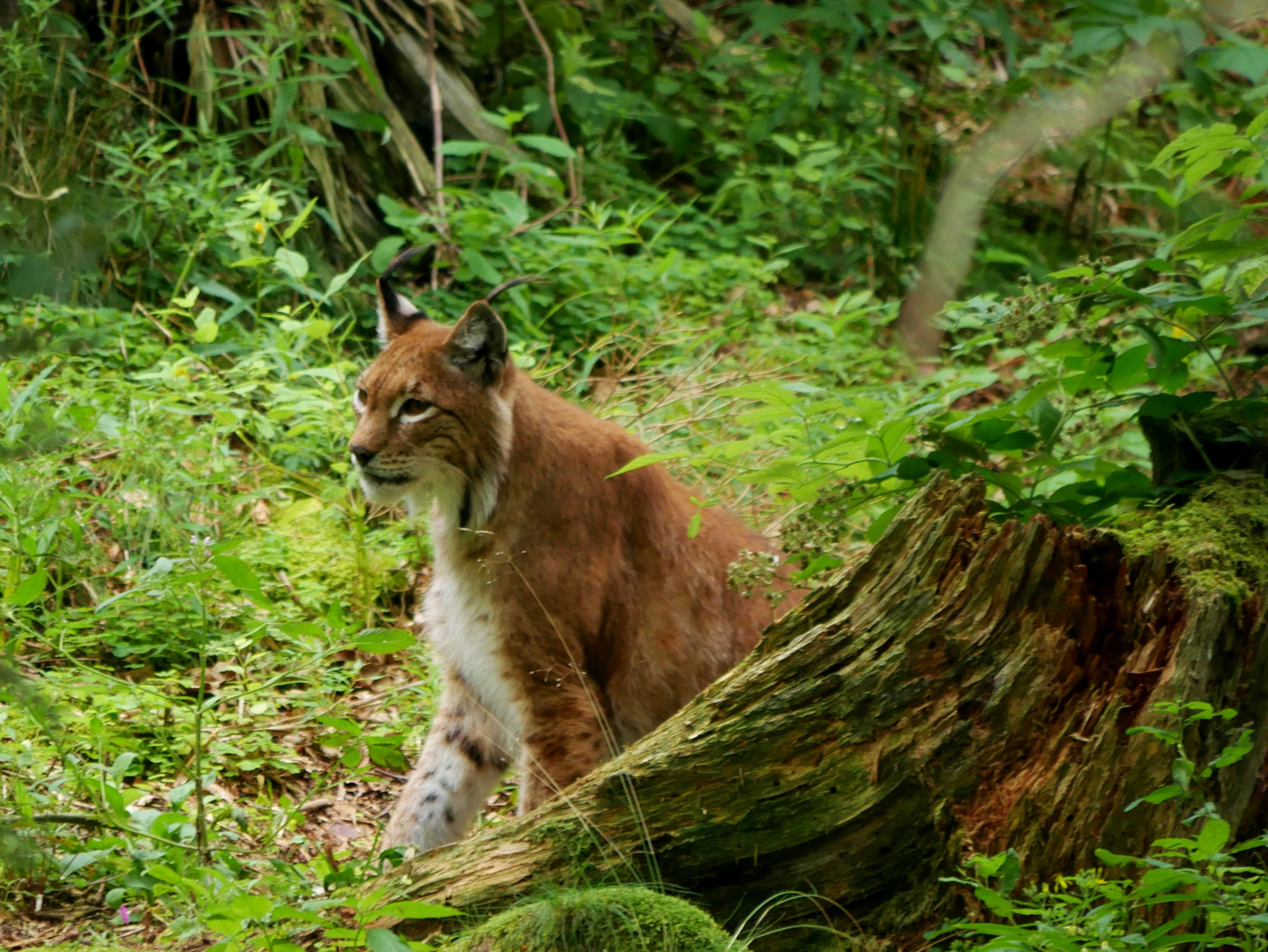 An der Luchsstation im Harz