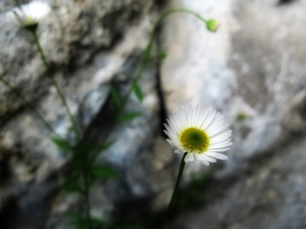 An der Mauer