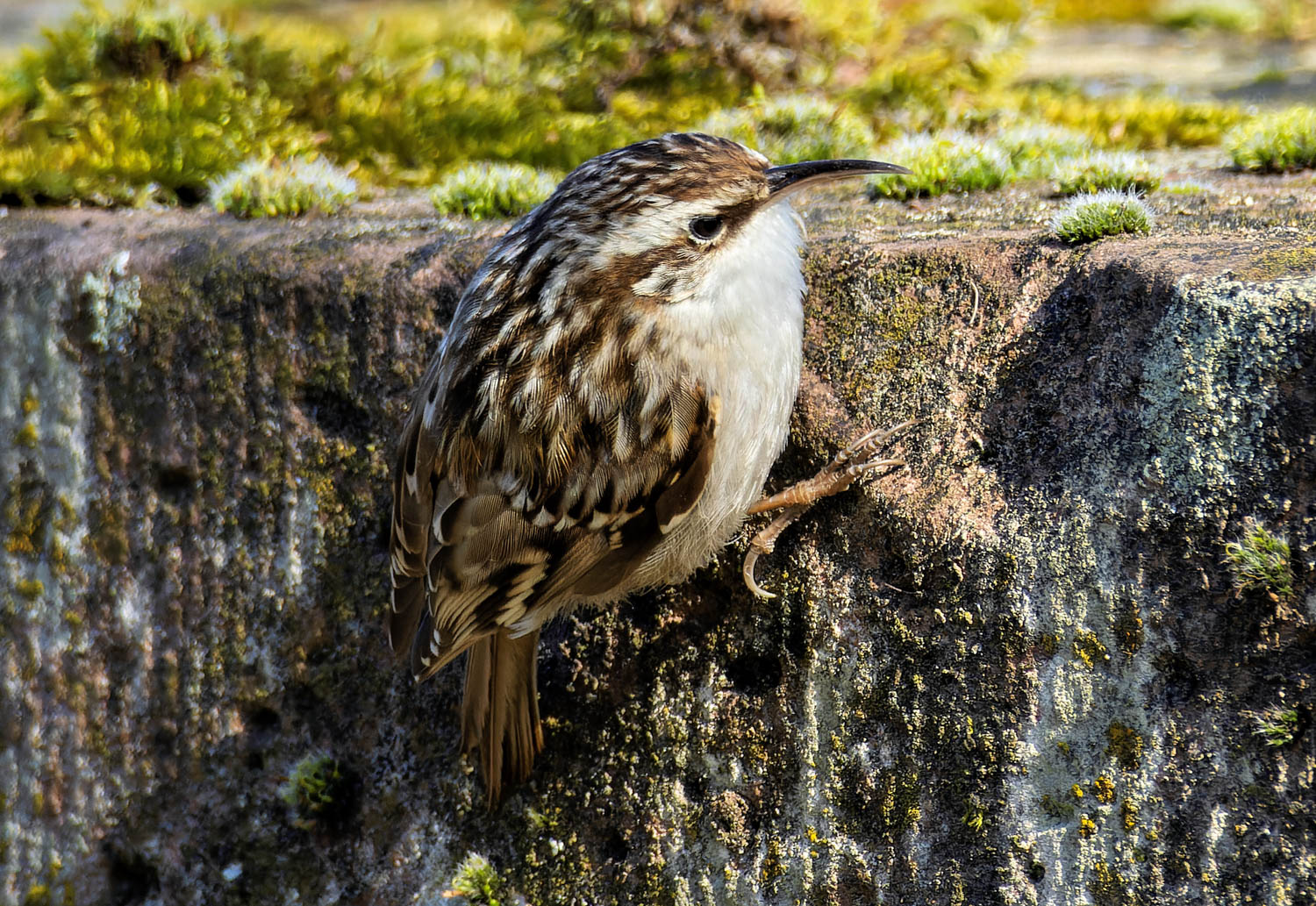 An der Mauer... Foto & Bild natur, tiere, wildlife Bilder auf