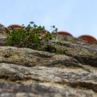 @an der Mauer