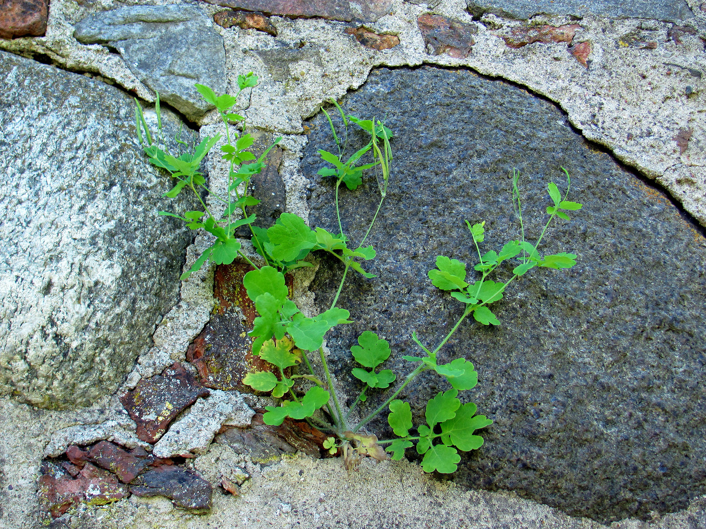 an der Mauer