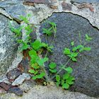 an der Mauer