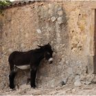 An der Mauer