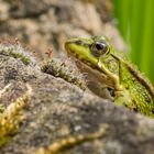 An der Mauer...