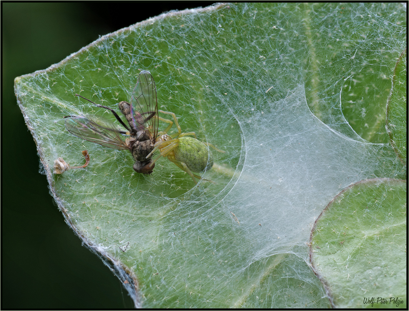 An der Mauer auf der Lauer: Grüne Kräuselspinne