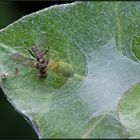 An der Mauer auf der Lauer: Grüne Kräuselspinne