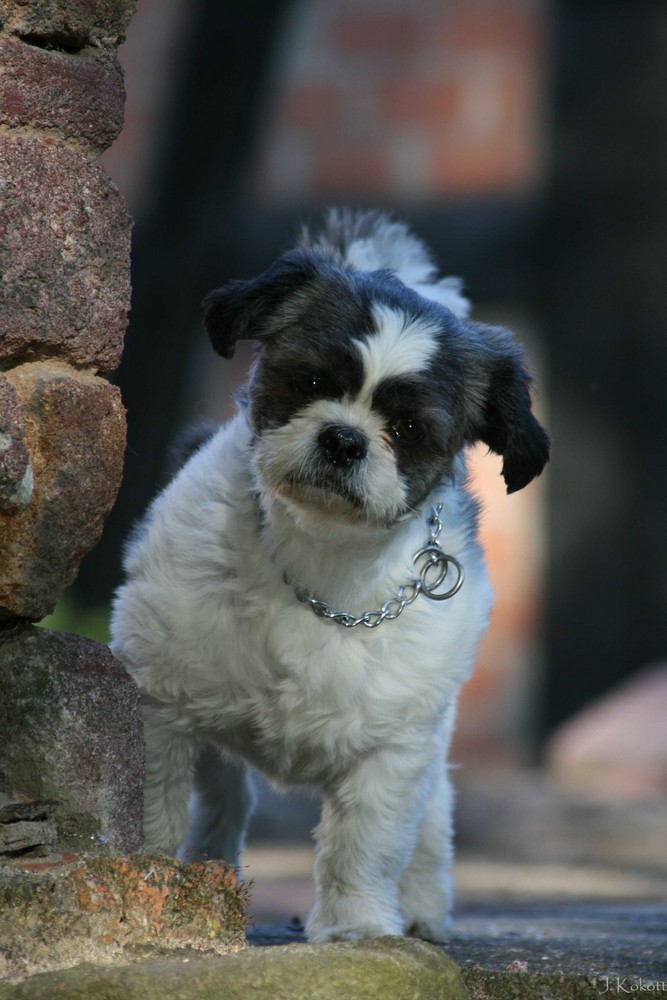 ...an der Mauer auf der Lauer...steht ein kleiner Hund...