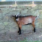 An der Mauer....