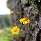 An der Mauer