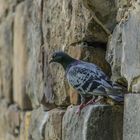 an der Mauer - Schloss Rodenberg/Nds.