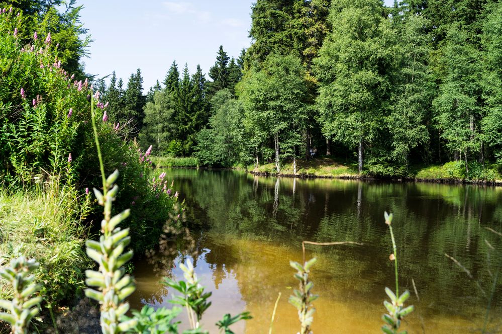 an der Meilerhütte in der Nähe der Talsperre Muldenberg - Klappe die Zweite