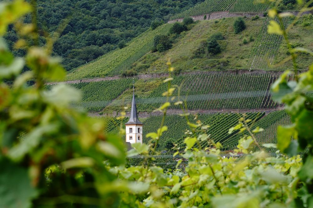 An der Mosel - Blick auf die Kirche von Bremm