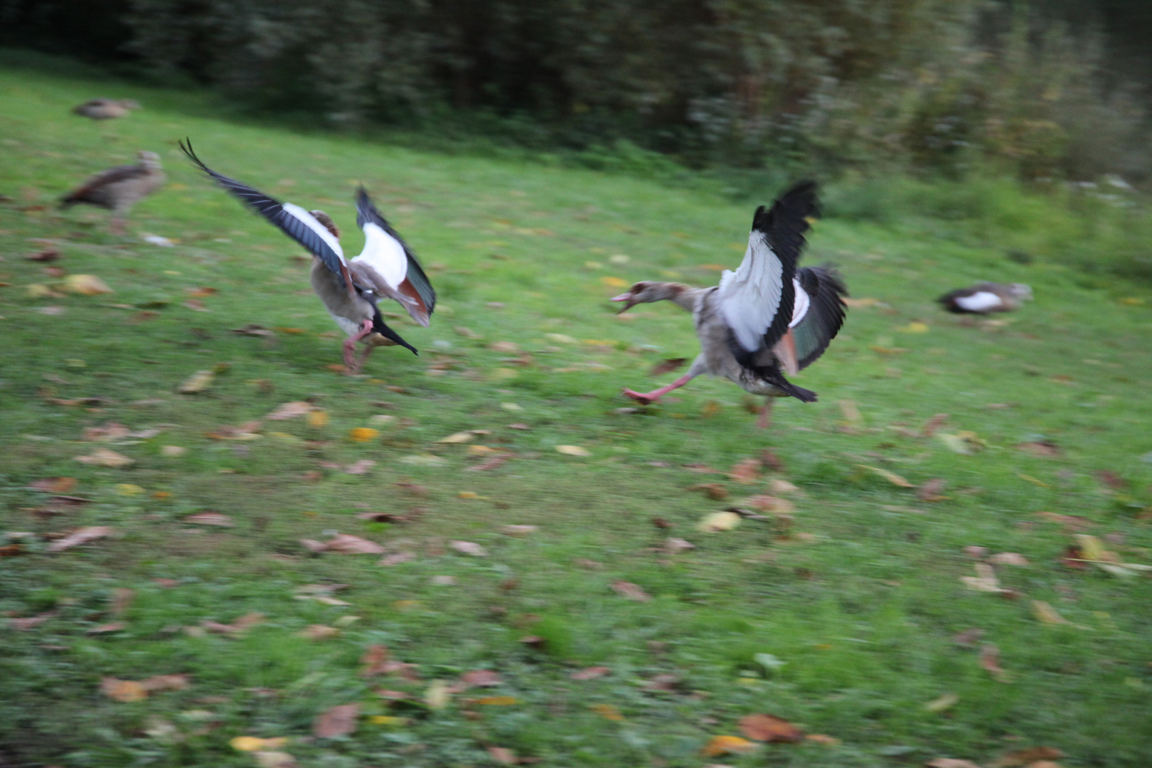 An der Mosel  Flug Übungen.