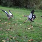 An der Mosel  Flug Übungen.