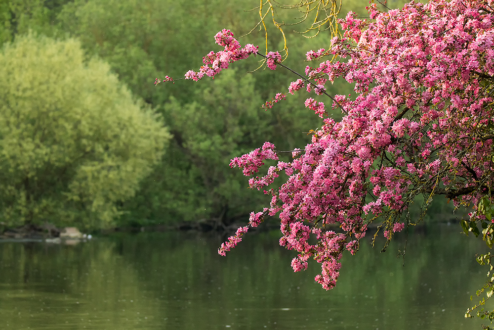 An-der-Nagold im Frühling