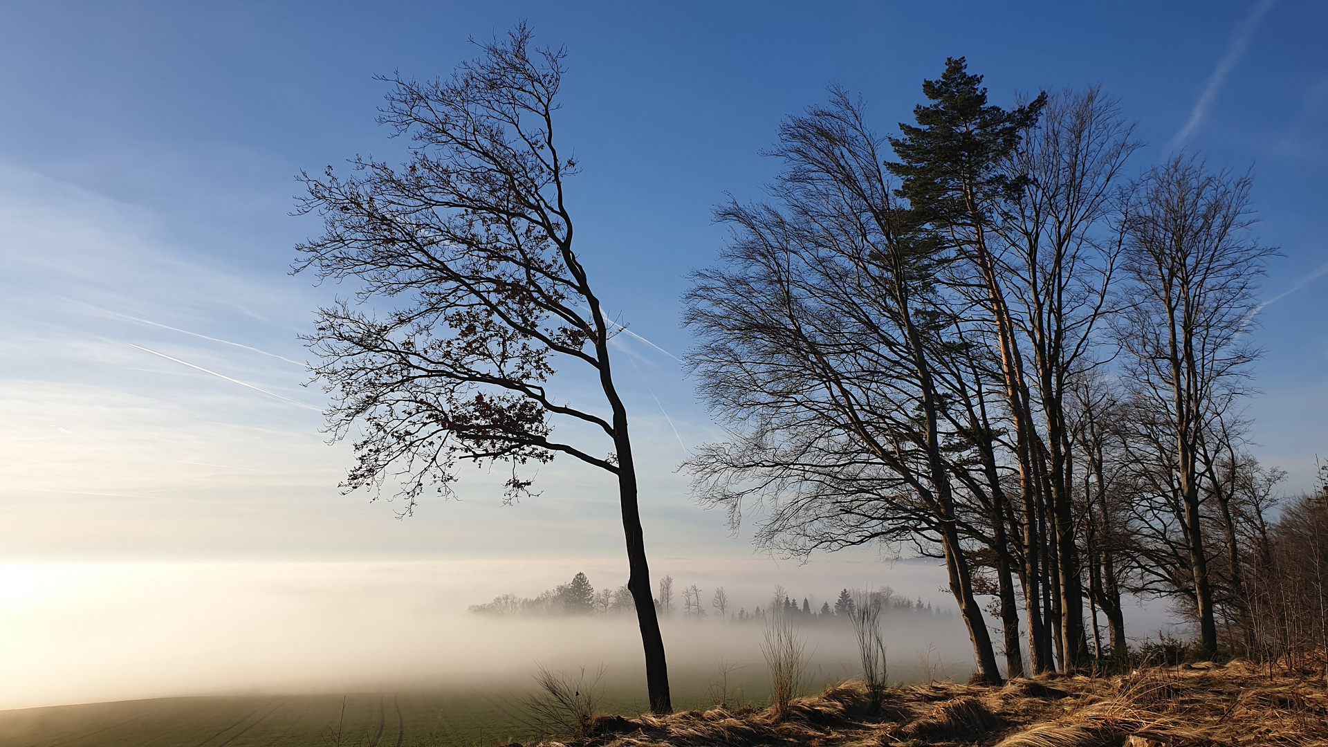 An der Nebelgrenze