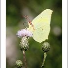 An der Nektarbar "Distel am Paulusweiher"