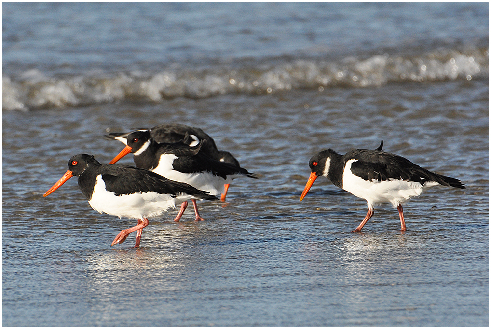 An der Nordeeküste . . . (2) - Austernfischer - Haematopus ostralegus