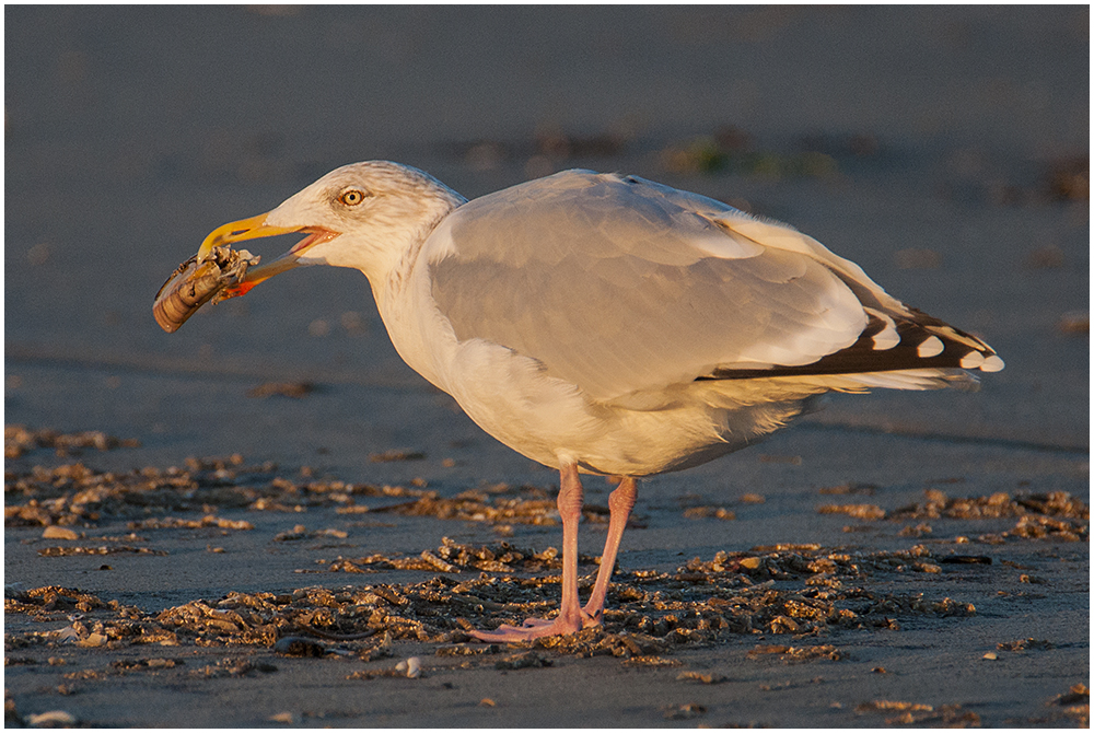 An der Nordeeküste . . . (3) - Silbermöwe - Larus argentatus