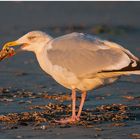 An der Nordeeküste . . . (3) - Silbermöwe - Larus argentatus