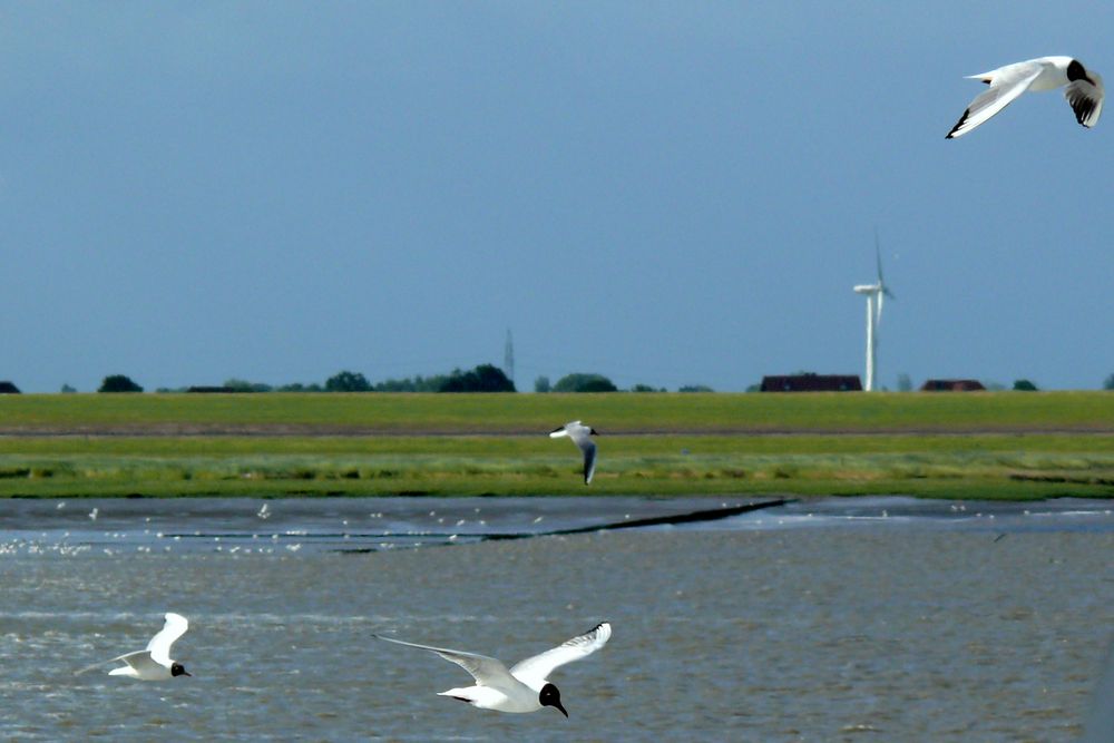 An der Nordsee