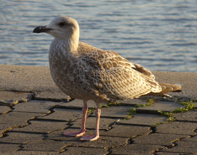 an der Nordsee