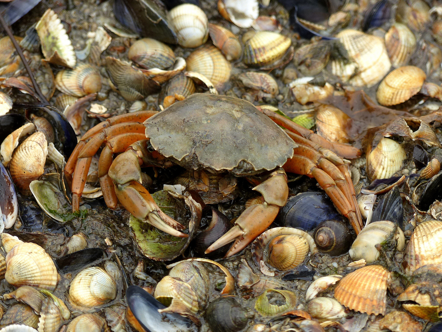 An der Nordsee entdeckt und fotografiert