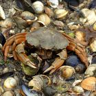 An der Nordsee entdeckt und fotografiert