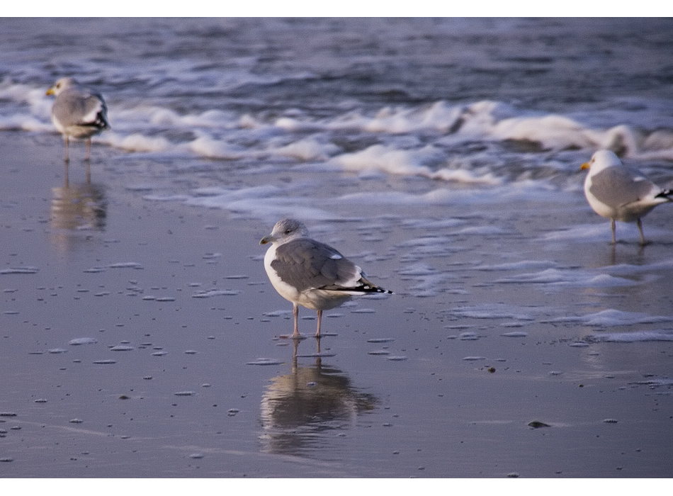 an der Nordsee