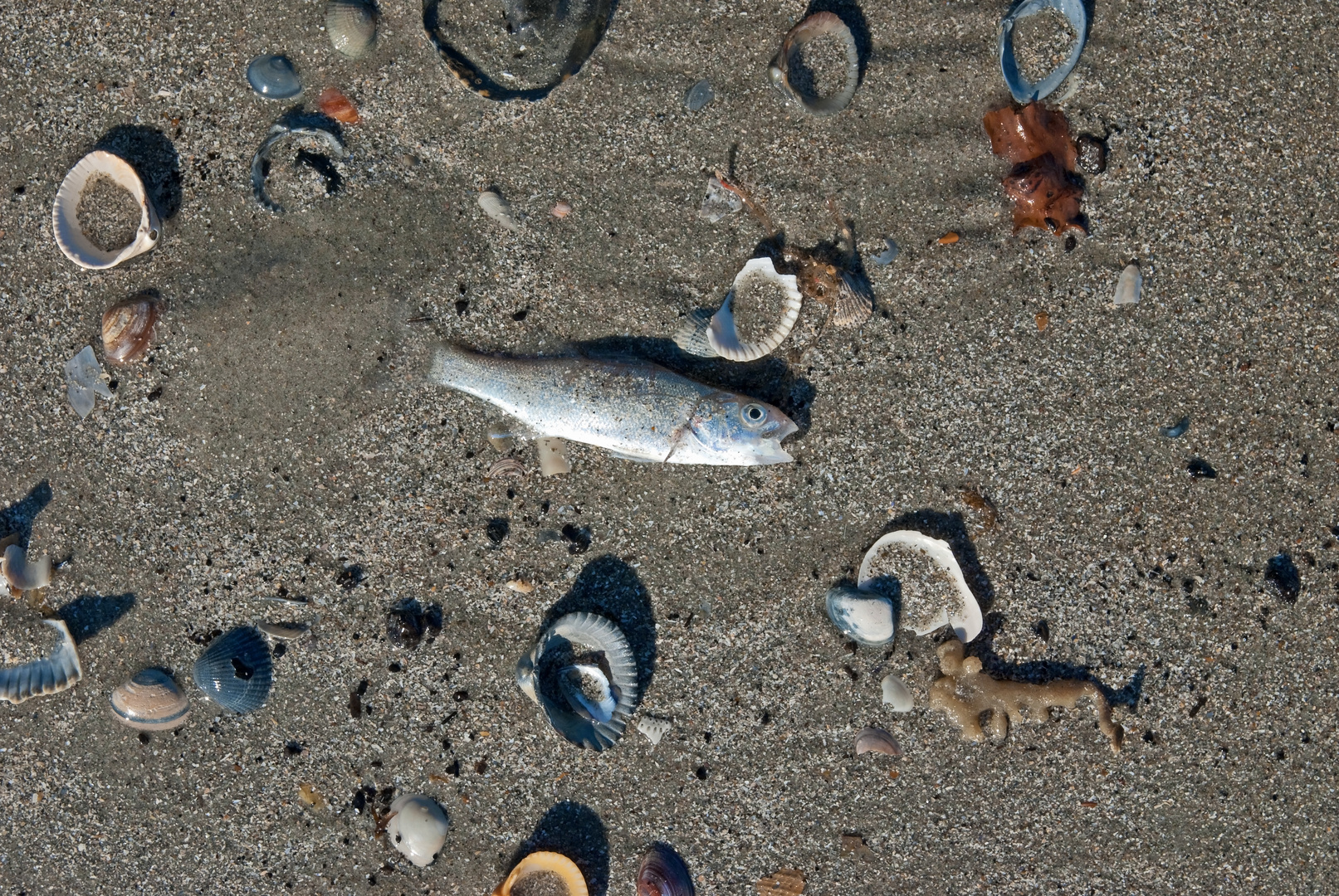 An der Nordseeküste........