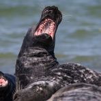 An der Nordseeküsteeee .... da sind wir zuhauuuuus ..... *schunkel* ...