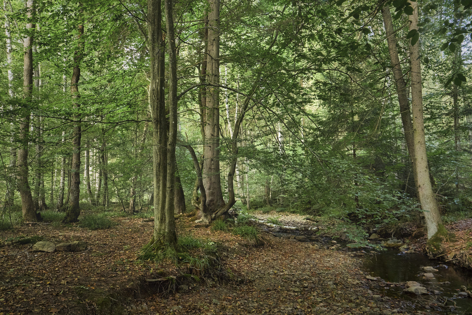 An der Opelwiese | Soonwald